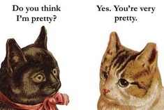 two cats are looking at each other with caption that says, i hate everyone me too