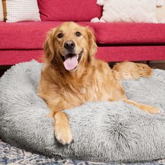 a golden retriever laying on a dog bed in front of a red couch