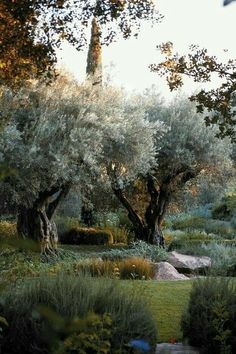 an olive grove with trees and bushes in the foreground