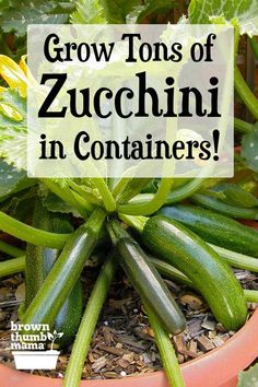 zucchini growing in a pot with the words grow tons of zucchini in containers