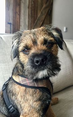 a brown and black dog sitting on top of a couch