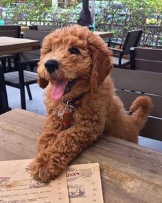 a brown dog sitting on top of a wooden table next to a postcard with the words cool new apps and games