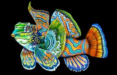 two colorful fish on a black background