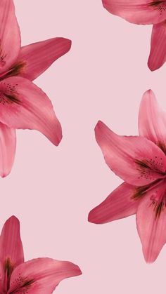 pink lilies on a light pink background with space for your text or image in the center