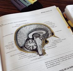 an open book with drawings of the human brain