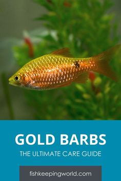 gold bars the ultimate care guide for aquariums and marine creatures by fish keeping world