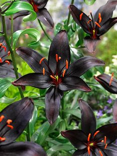 a black flower with orange stamens on it