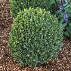 some very pretty green bushes in the grass