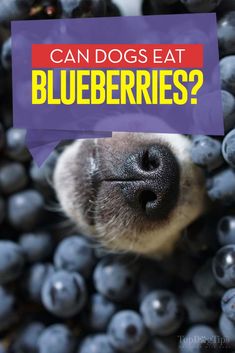 a dog's nose with the words can dogs eat blueberries?