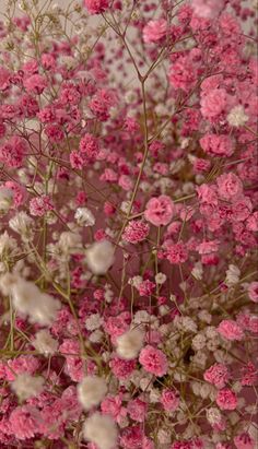 pink and white flowers are in the middle of a field with green leaves on it