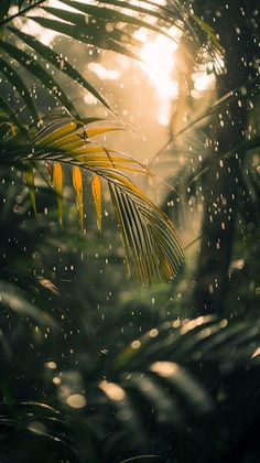 the sun shines through some leaves on a tree in the rain at sunset or dawn