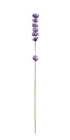 a single purple flower is shown against a white background