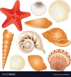 various seashells and starfish on a white background