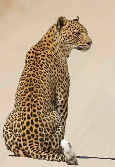 a leopard sitting in the sand with its head turned