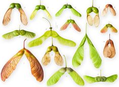 a group of different types of leaves and seed pods on a white background, with the same type of seeds attached to each leaf