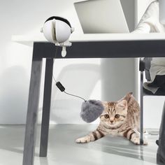 a cat sitting under a desk with a mouse on it's head and a laptop in the background