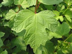 green leaves are growing on the branches of trees