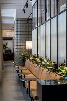 a long row of tables with plants on them in front of a wall that has windows