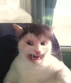 a white and black cat sitting on top of a chair