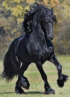 a black horse is galloping through the grass with its tail in the air and it's front legs spread out