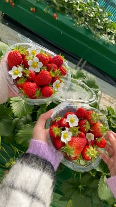 two people holding plates with strawberries in them