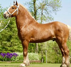 a man standing next to a brown horse on top of a lush green field with trees in the background