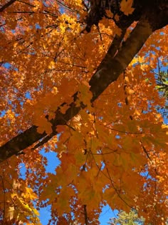 an autumn tree with yellow leaves and blue sky in the background