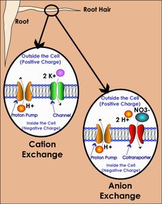 the diagram shows how cells are attached to each other and what they can be used