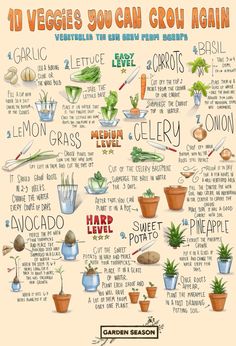 an illustrated poster with the words, vegetables you can grow again and how to use them