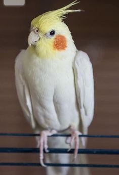 a yellow and white cockatiel sitting on top of a metal bar looking at the camera