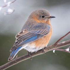 a small bird sitting on top of a tree branch