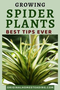 spider plants with the title growing spider plants best tips ever