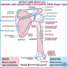 the structure of the upper limb muscles