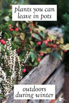 an old wooden box with plants in it and the words, plants you can leave in pots outdoors during winter