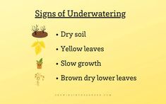 a yellow background with the words signs of underwatering dry soil yellow leaves slow growth brown dry lower leaves