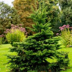 a small pine tree in the middle of a garden