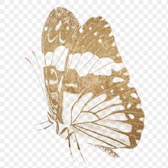 a brown and white butterfly flying in the sky with no background, hd png