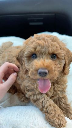 a small brown dog laying on top of a bed next to a person's hand