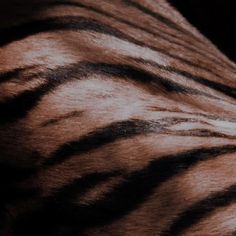 closeup of the skin of a zebra