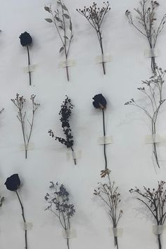 several dried flowers are arranged on a white surface