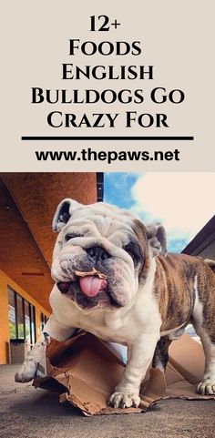 an english bulldog standing on top of a cardboard box with the words, 12 foods english bulldogs go crazy for