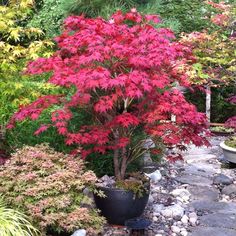 the garden is full of colorful trees and rocks, including one red tree in the center