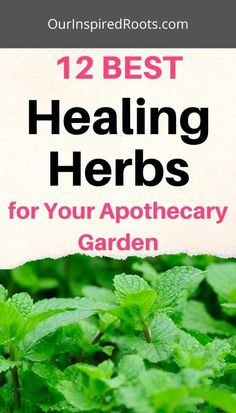 the title for 12 best heating herbs for your apothecary garden is shown