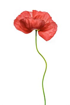 Iceland Poppy | Mandy Disher | Flickr Iceland Poppy Tattoo, Amelia Core, Poppy Graphic, Poppy Logo, Iceland Poppy, Icelandic Poppies, Wild Poppies