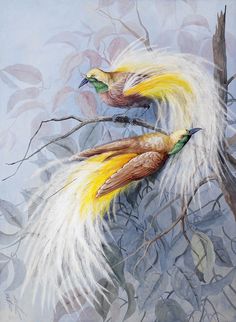 two birds sitting on top of a tree branch next to eachother's tail feathers