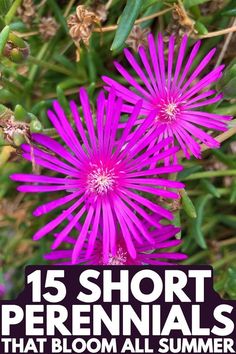 purple flowers with text overlay that reads 15 short perennials that bloom all summer