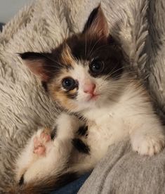 a kitten laying on top of a couch under a blanket