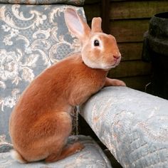 a small rabbit sitting on top of a couch