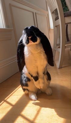 English lop rabbit standing up English Lop, Mini Lop Bunnies, Lop Bunnies, Lop Bunny, Mini Lop, Bunny Care