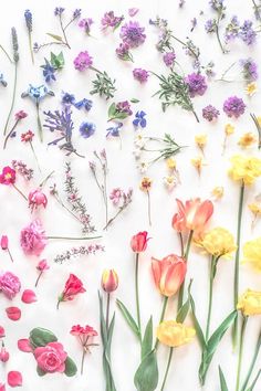 various flowers are arranged on a white surface